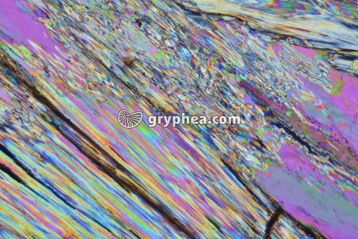 Gypse LPA x10 - gryphea.com